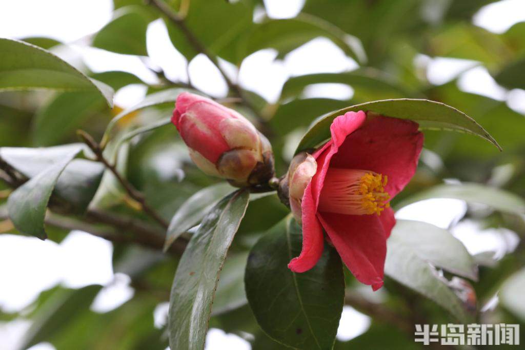 显微镜山海泉韵耐冬吐蕊