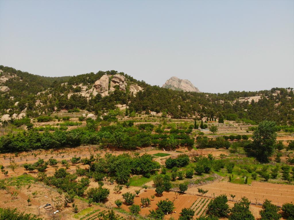 你不知道的樱桃采摘基地就在即墨鳌山卫