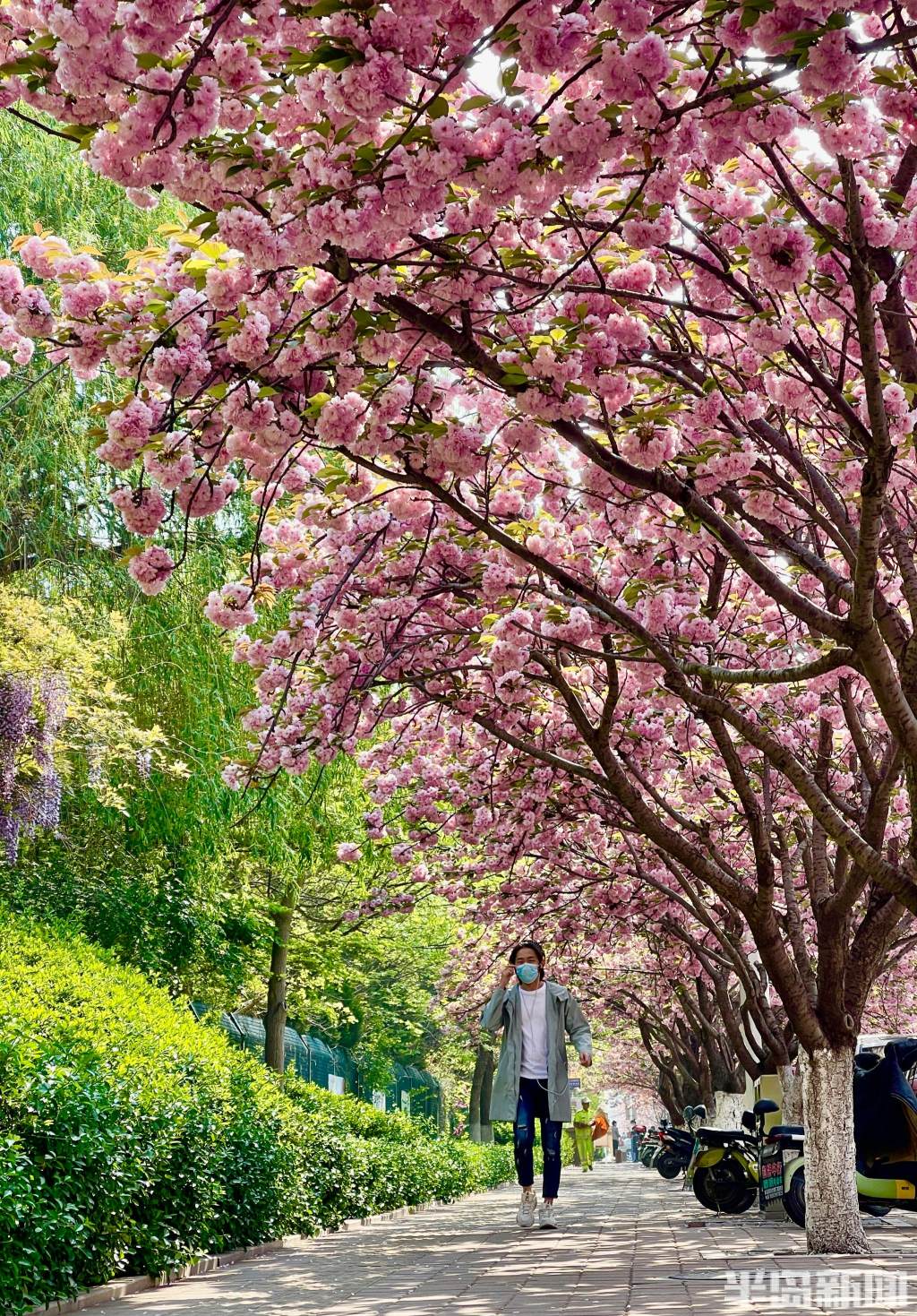 朵朵樱花将街道装点一新,给过往行人带来美的享受.