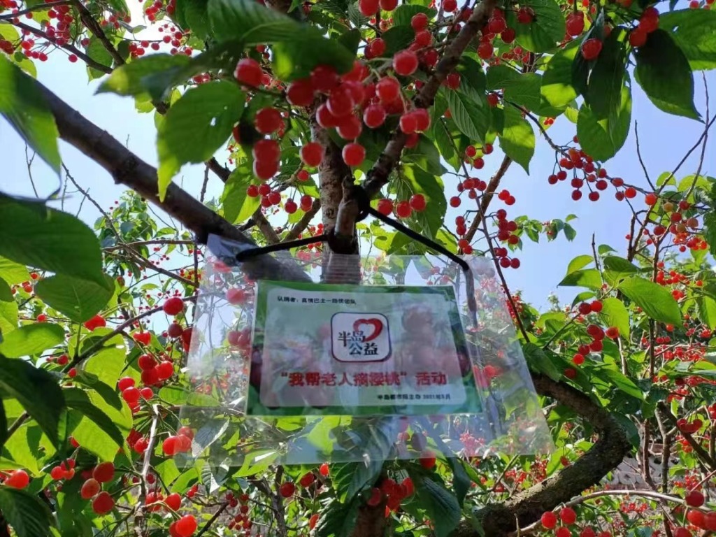 参与认捐每棵树上都挂有姓名牌。（资料照片）