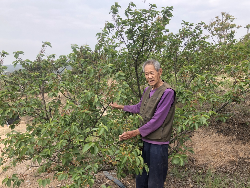 眼看樱桃就要熟了，段文开老人却怎么也高兴不起来。