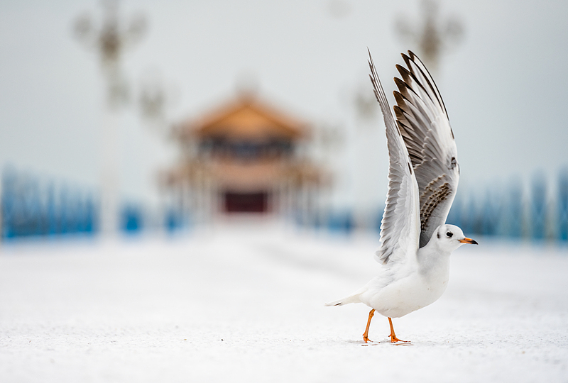 VCG41N1293598244.jpg