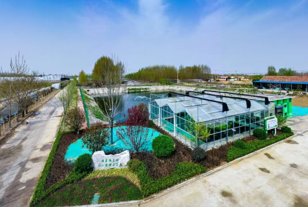 杨家顶子村“人工湿地”夏季景色