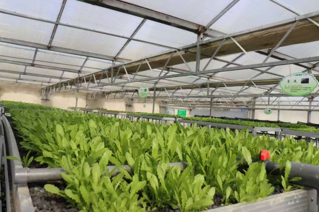 云山镇铁岭庄站立体种植架上建设“菜篮子”1