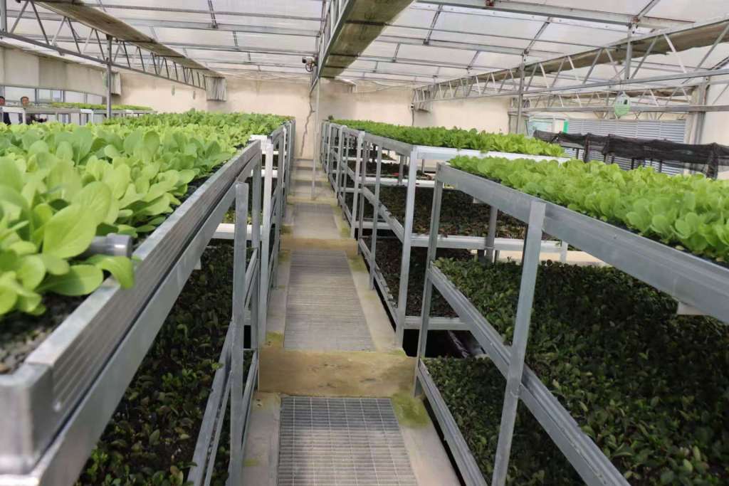 云山镇铁岭庄站立体种植架上建设“菜篮子”2