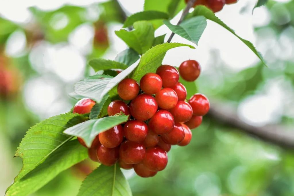 摄图网_500003888_banner_白鹿原樱桃（企业商用）.jpg